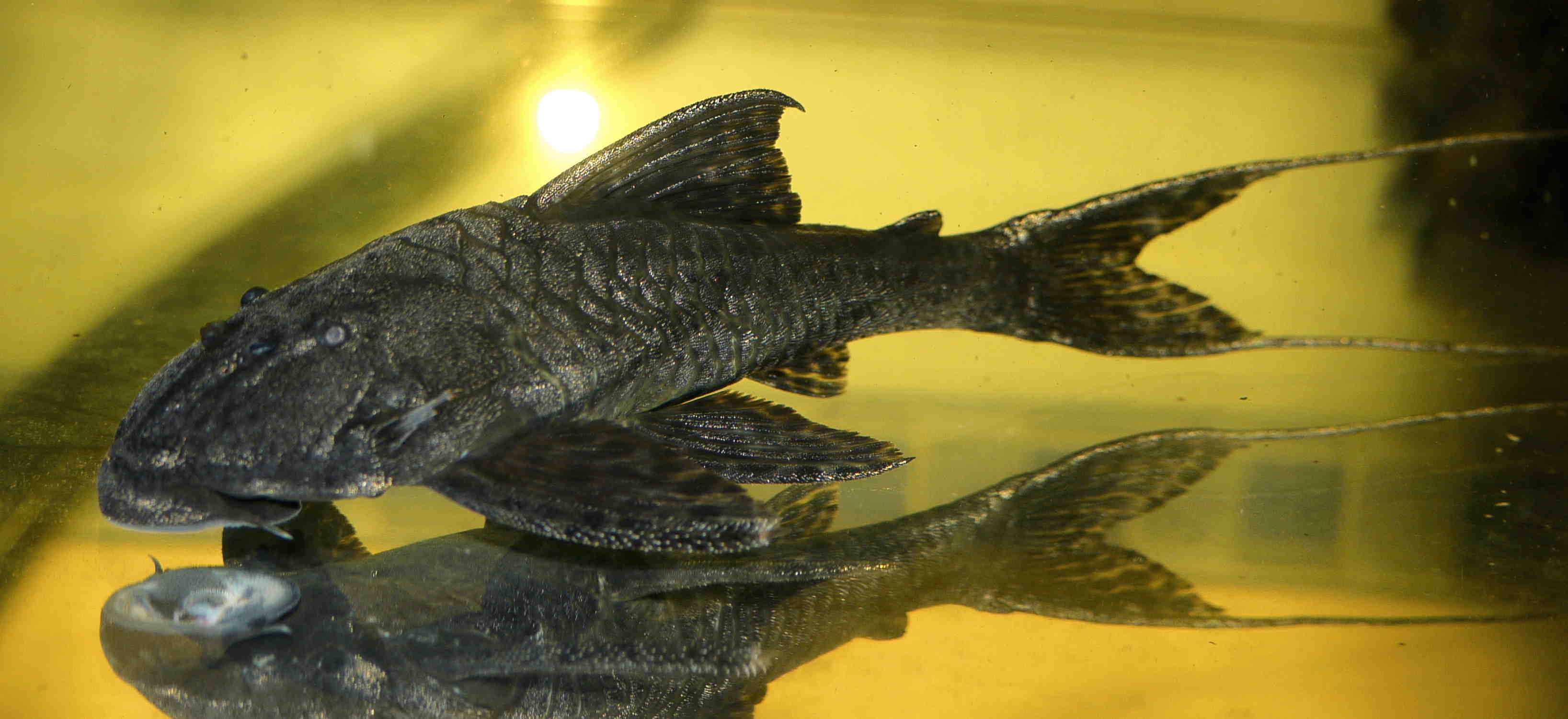 Hemiancistrus pankimpuju — especie do mesmo genero do Hemiancistrus meizospilos