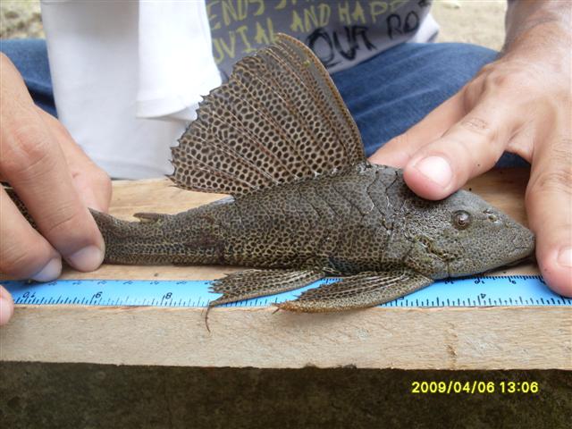 Hemiancistrus wilsoni — outro representante do genero Hemiancistrus, familia Loricariidae
