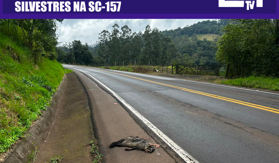 Natureza em perigo: falta de passagem de fauna causa morte frequente de animais silvestres na SC-157