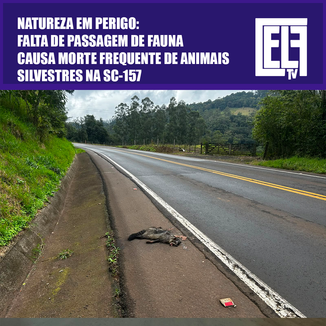 Natureza em perigo: falta de passagem de fauna causa morte frequente de animais silvestres na SC-157